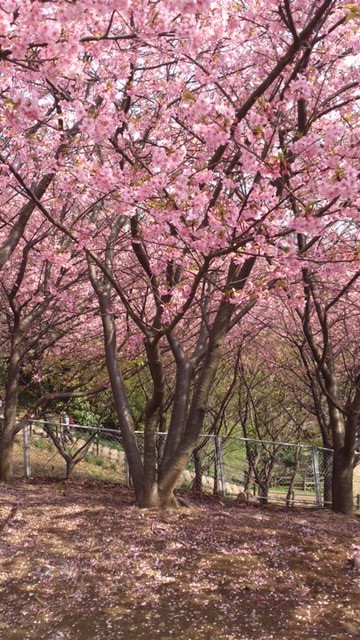 河津桜